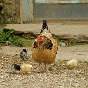 Chicken - with chicks in farmyard