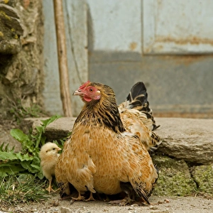 Images Dated 13th May 2007: Chicken - with chicks sheltering under plumage - in farmyard