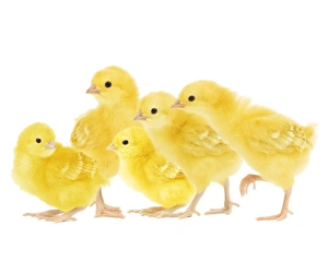 Chickens Collection: Chicken - chicks in studio