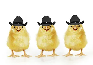 Smiling Gallery: Chicken, Three Chicks wearing Cowboy hats smiling, laughing Date: 01-01-1904
