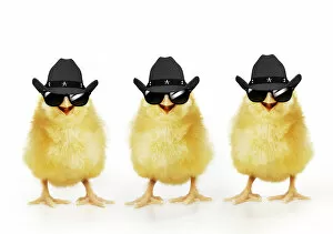 Images Dated 25th March 2021: Chicken, Three Chicks wearing Cowboy hats and sunglasses, smiling, laughing