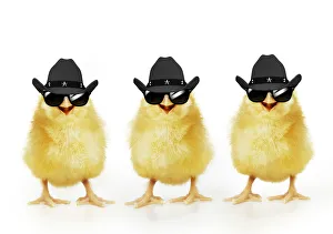 Images Dated 25th March 2021: Chicken, Three Chicks wearing Cowboy hats and sunglasses, smiling, laughing