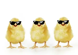 Easter Prints: Chicken, Three Chicks wearing sunglasses, smiling, laughing, cool chicks