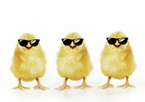 Images Dated 24th March 2021: Chicken, Three Chicks wearing sunglasses, smiling, laughing, cool chicks Date: 01-01-1904