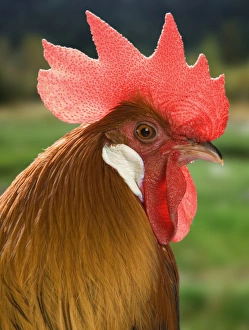 Wattle Collection: Chicken - Cockerel