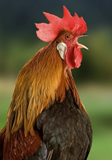 <b class=qtipBold><figcaption>Chicken - Cockerel crowing</figcaption></b><br>LA-8550 Chicken - Cockerel crowing Jean-Michel Labat Please note that prints are for personal display purposes only and may not be reproduced in anyway.<br><em>© J. M. Labat / ardea.com</em> Chicken - Cockerel crowing