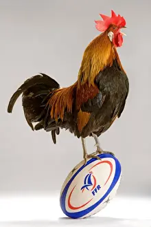 Chicken - cockerel standing on rugby ball in studio