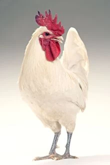 Cockerel Collection: Chicken - Cockerel - white hybrid in studio