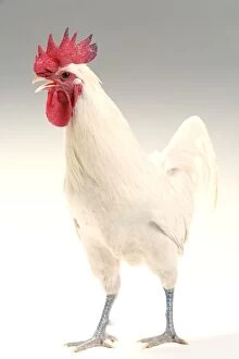 Chickens Collection: Chicken - Cockerel - white hybrid in studio