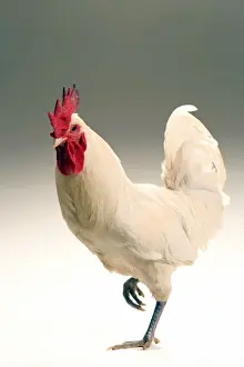 Chicken - Cockerel - white hybrid in studio