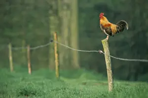 Crowing Prints: Chicken - colourful cockerel crowing on fence in garden