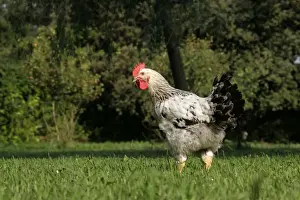 Chicken - Dwarf Cock of Hamburg