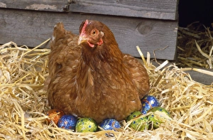 <b class=qtipBold><figcaption>Chicken - on easter eggs</figcaption></b><br>JD-13274E Chicken - on easter eggs John Daniels Please note that prints are for personal display purposes only and may not be reproduced in any way.<br><em>© John Daniels/ardea.com</em> Chicken - on easter eggs