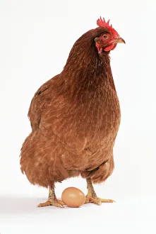 Chicken - Hen
