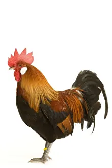 Chicken - Gallic Rooster / Cockerel
