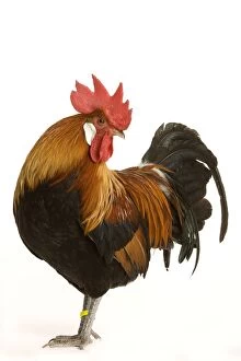 Chicken - Gallic Rooster / Cockerel