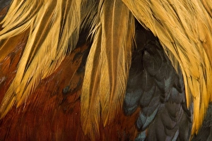 Chicken - Gallic Rooster / Cockerel - close-up of plumage Chicken - Gallic Rooster / Cockerel - close-up of plumage