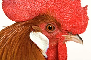 Chickens Collection: Chicken - Gallic Rooster / Cockerel - close-up of face