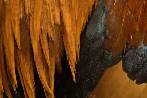 Chicken - Gallic Rooster / Cockerel - close-up of plumage