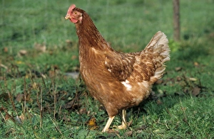 Chicken in grass