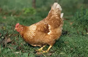 Chicken in grass