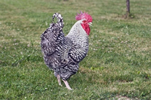 Images Dated 22nd June 2006: Chicken - Grey Cuckoo Marans