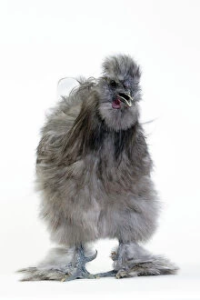 Images Dated 21st October 2015: Chicken Grey Silkie