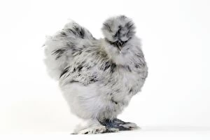 Images Dated 21st October 2015: Chicken Grey Silkie