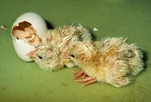 Chicken - Hatching