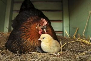 Chicken - Hen with chick