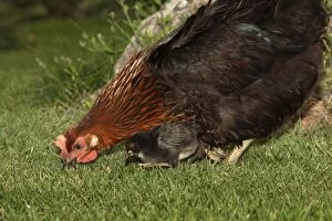 Images Dated 23rd August 2005: Chicken - Hen with chick in garden - Provence - France