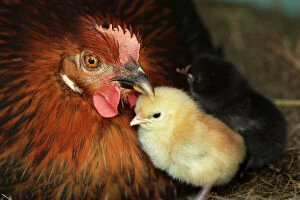 Chickens Gallery: Chicken - Hen with chicks