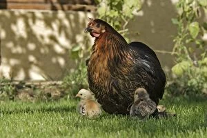 Chicken - Hen with chicks in garden