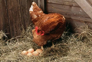 CHICKEN - Hen with eggs