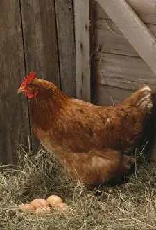 Chicken - hen with eggs
