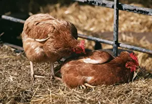 In Pen Prints: Chicken Hen pecking another
