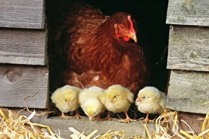 Chickens Gallery: CHICKEN - Hen with row of four chicks