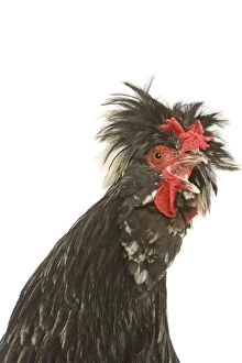Chicken - Houdan breed - calling