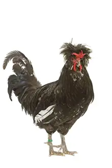 Chickens Prints: Chicken - Houdan breed - in studio