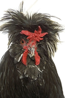 Chickens Collection: Chicken - Houdan breed - in studio