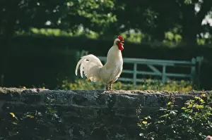 Chicken JB 1684 Cock crowing © J. B & S. Bottomley / ARDEA LONDON