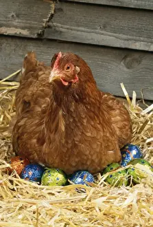 Chicken JD 13281E On Easter eggs © John Daniels / ardea. com