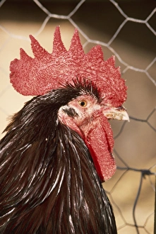 Chickens Collection: Chicken JD 2820 Speckled Sussex Fowl © John Daniels ARDEA LONDON