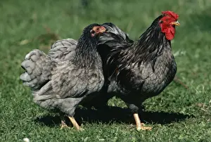 Chicken JPF 1731 Blue Wyandotte fowl, hen & cock. &copy; Jean-Paul Ferrero / ardea. com