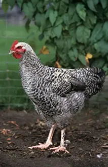 Chicken - Malines cuckoo