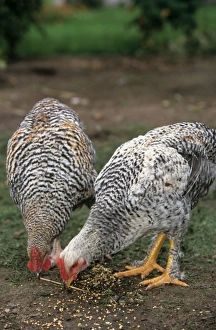 Chicken in grass