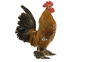 Chicken - millefleur sablepoot in studio