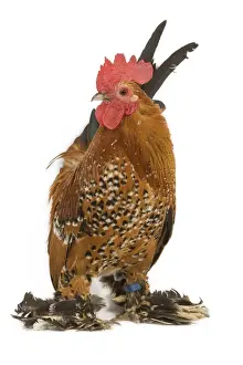 Fowl Prints: Chicken - millefleur sablepoot in studio