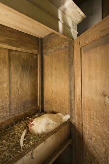 Chicken - on nest in closet in barn