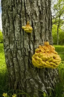 Chicken-of-the-woods / Sulphur Polypore, on Oak tree